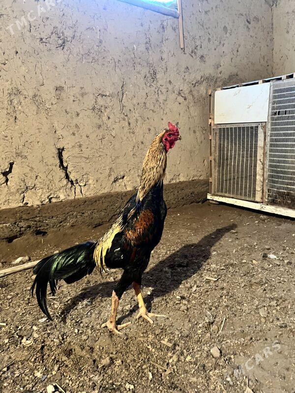 horaz - Şabat etr. - img 3