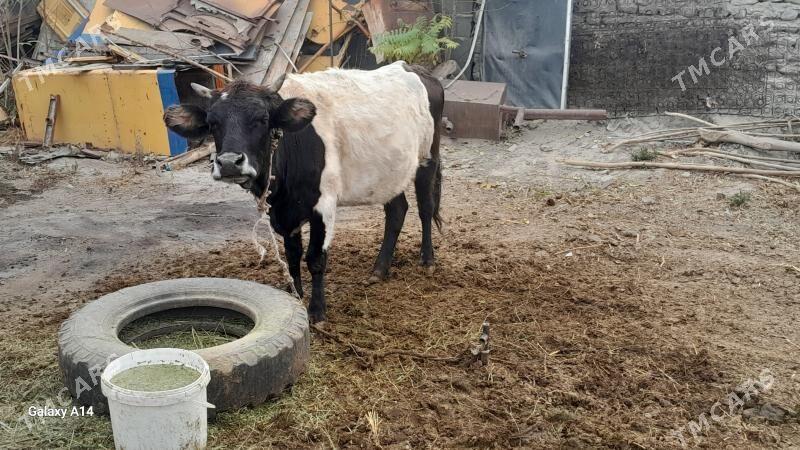 tuwe - Bäherden - img 3