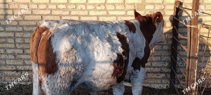 Okuzce - Halaç - img 2