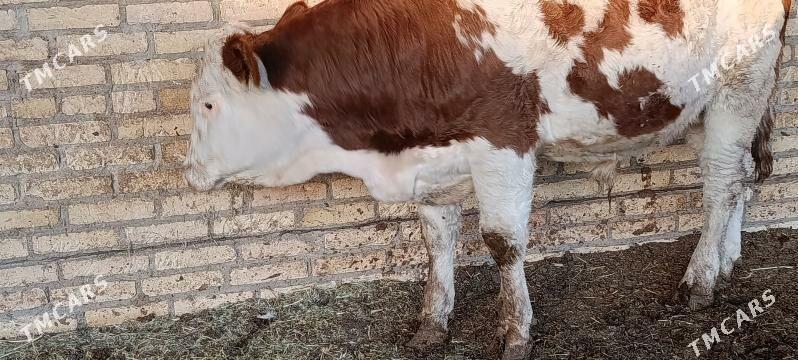 Okuzce - Halaç - img 4