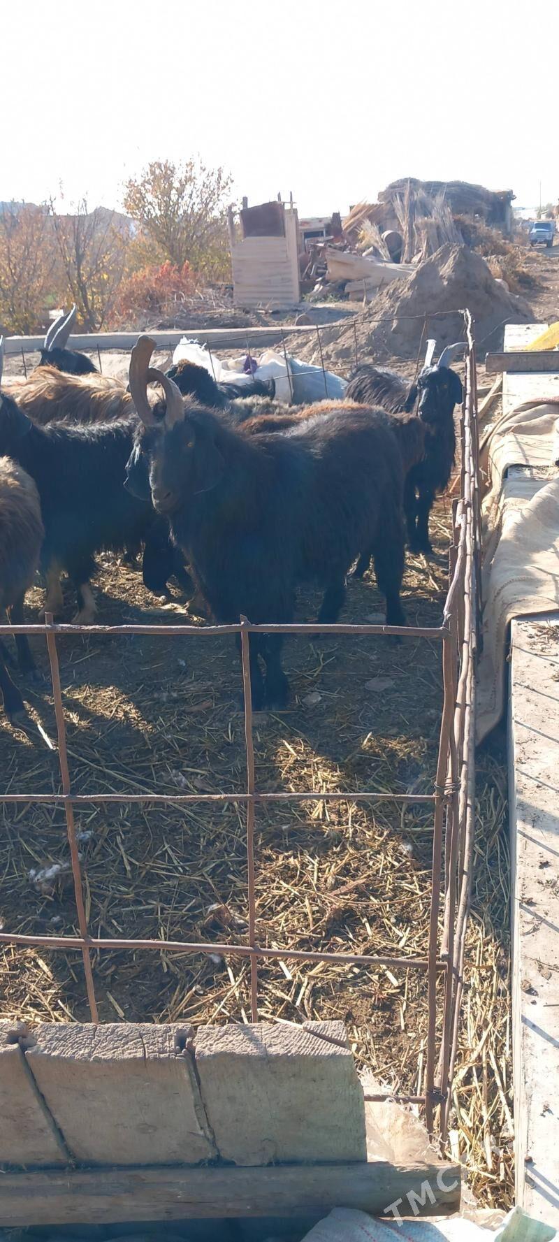 Teke - Garabekewül - img 3