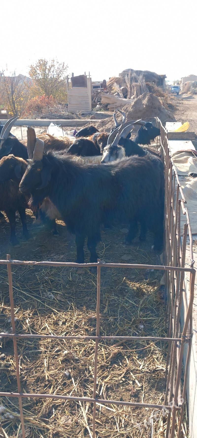 Teke - Garabekewül - img 2