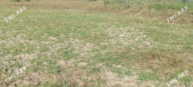 taze bazaryn arkasy mellek yer - Мары - img 2