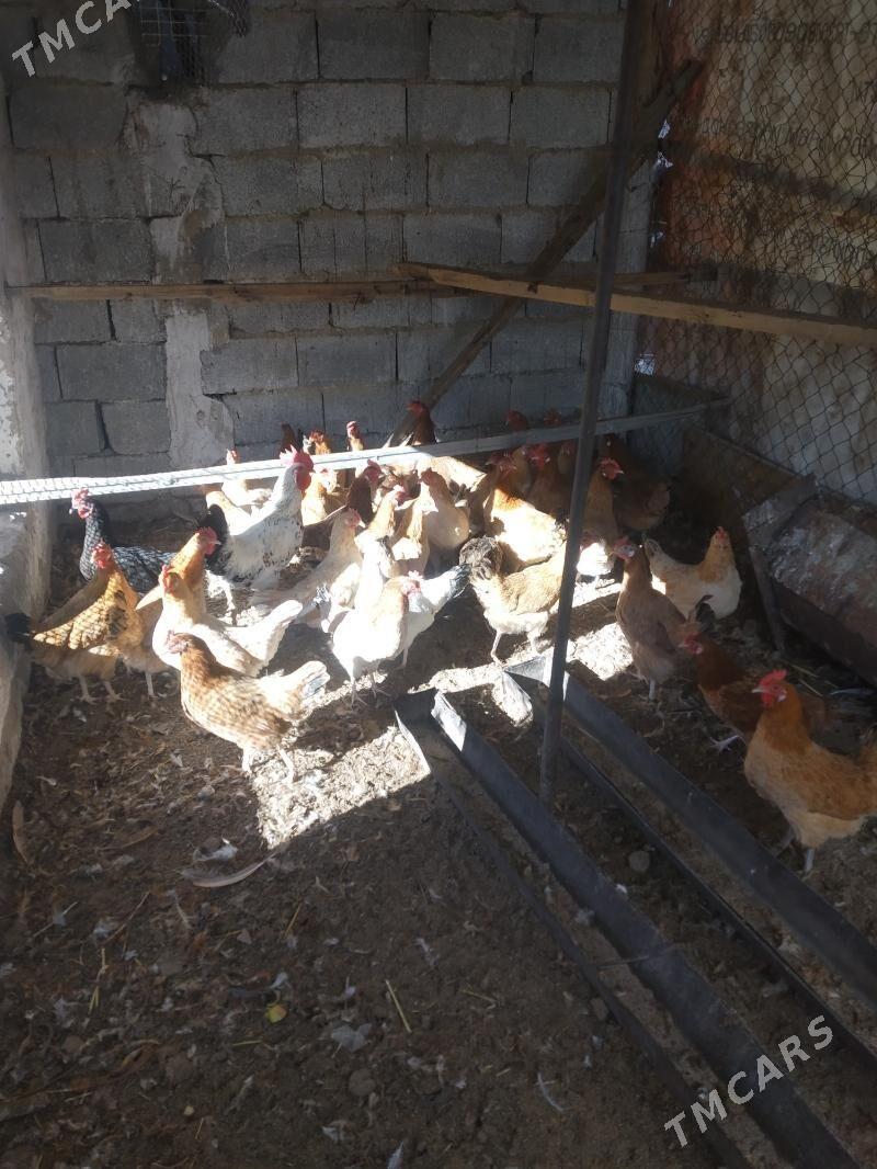 tovuk - Анев - img 2