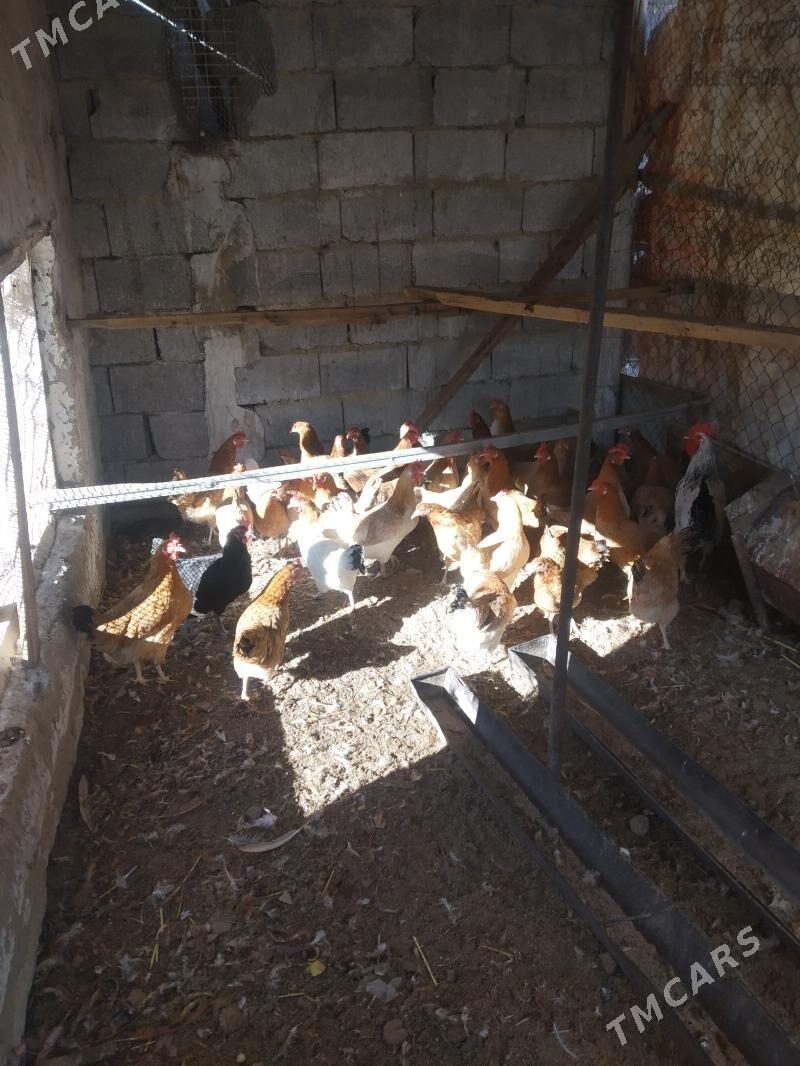 tovuk - Анев - img 4