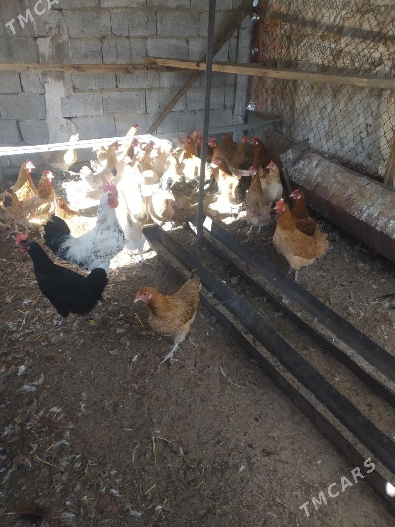 tovuk - Анев - img 3