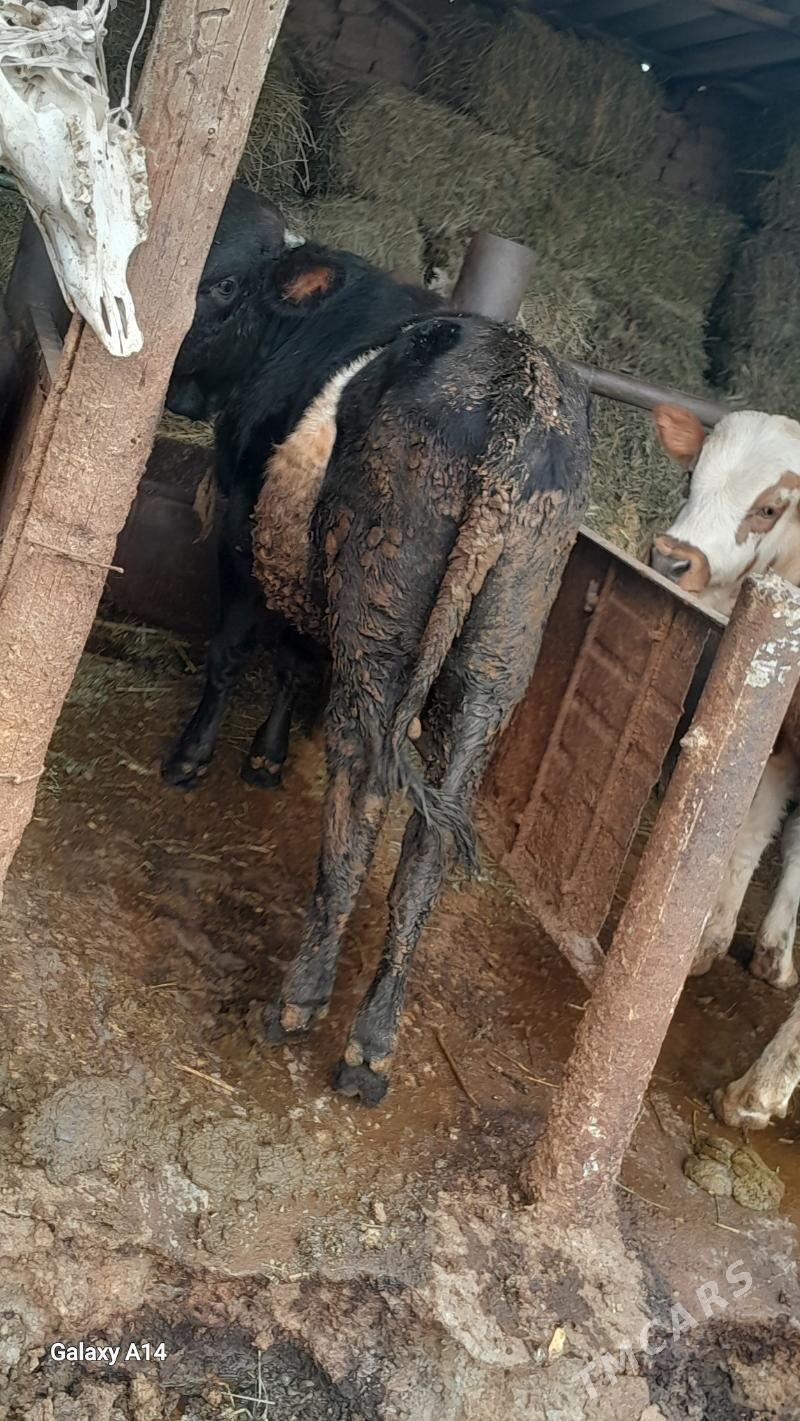 öküz - Bäherden - img 2