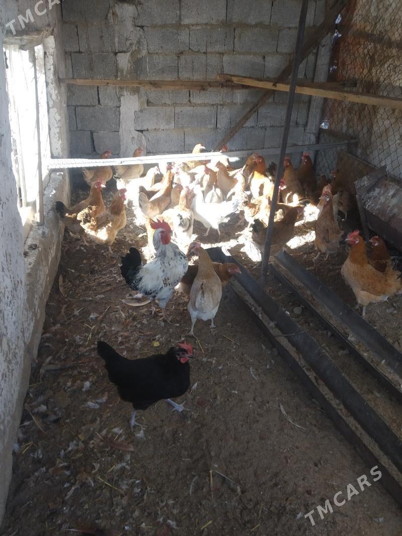 tovuk - Анев - img 5