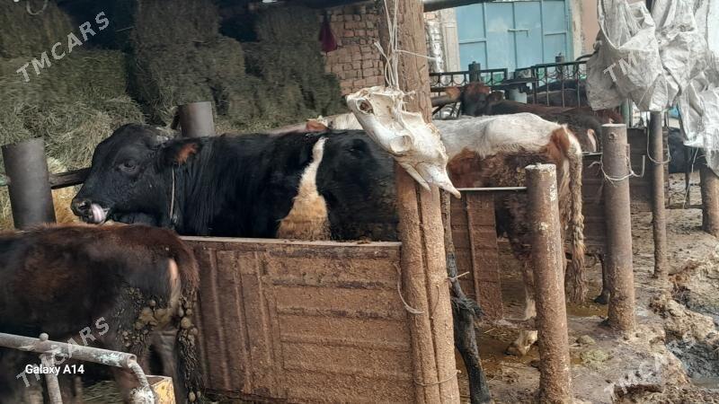 öküz - Bäherden - img 3