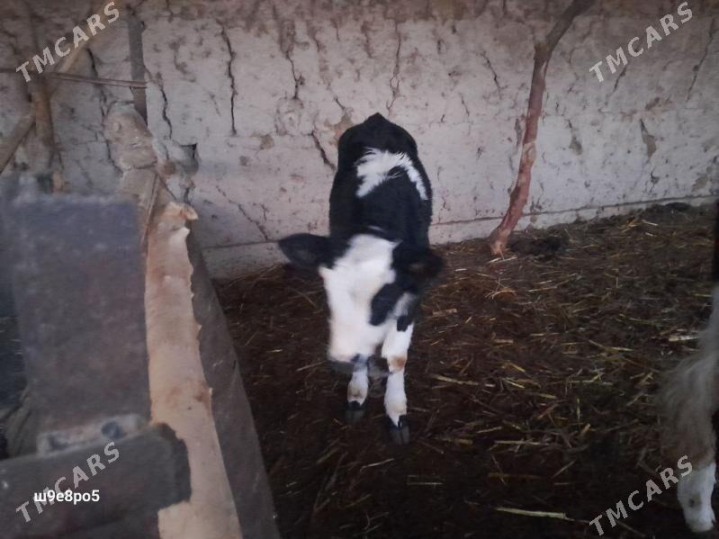 Simental Sygyr - Гороглы (Тагта) - img 2