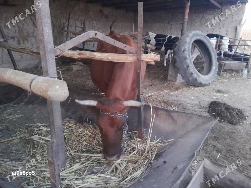 Simental Sygyr - Гороглы (Тагта) - img 4