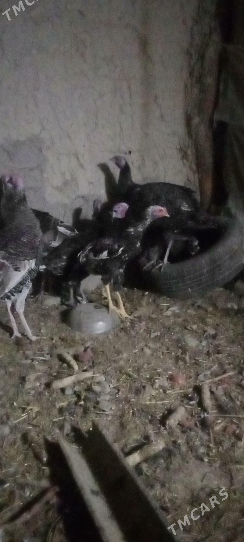 Induk - Bäherden - img 2