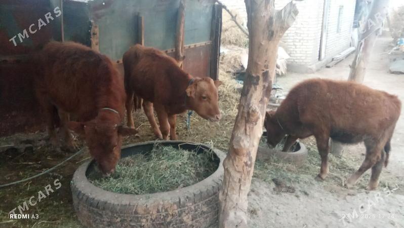 öküzçe - Чарджоу - img 2