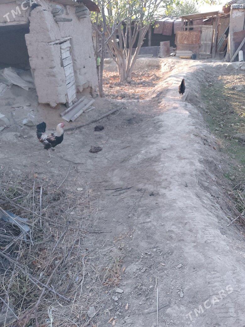 Juje - Magtymguly - img 1