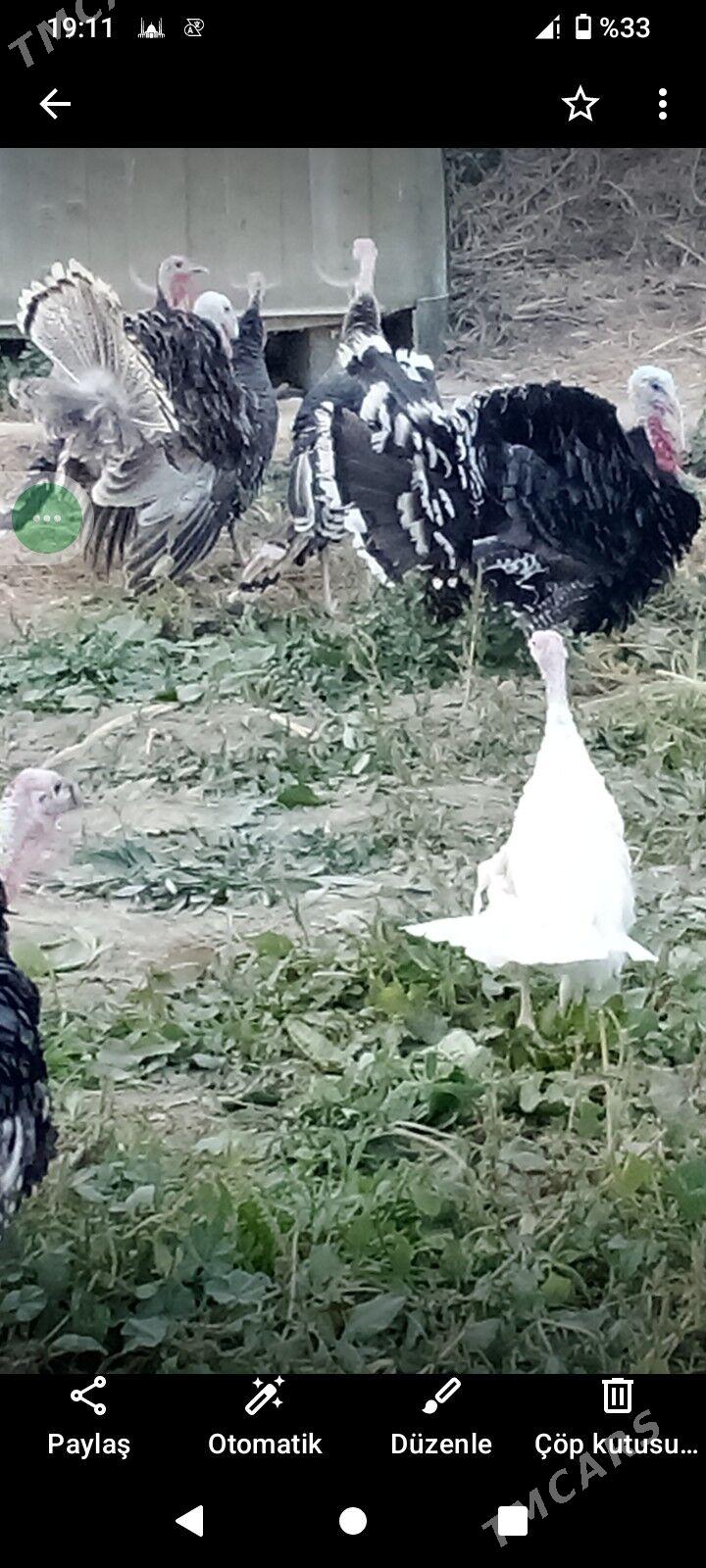 Induk - Bäherden - img 3