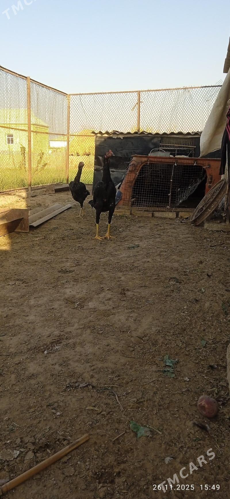 horaz - Mary - img 8