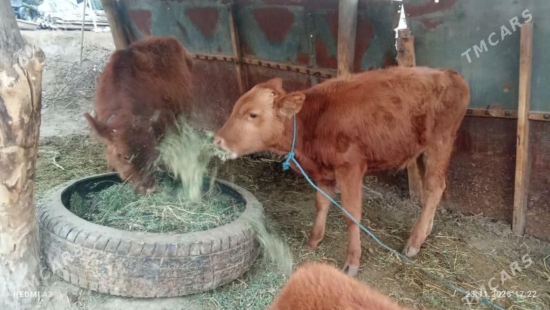 öküzçe - Чарджоу - img 3