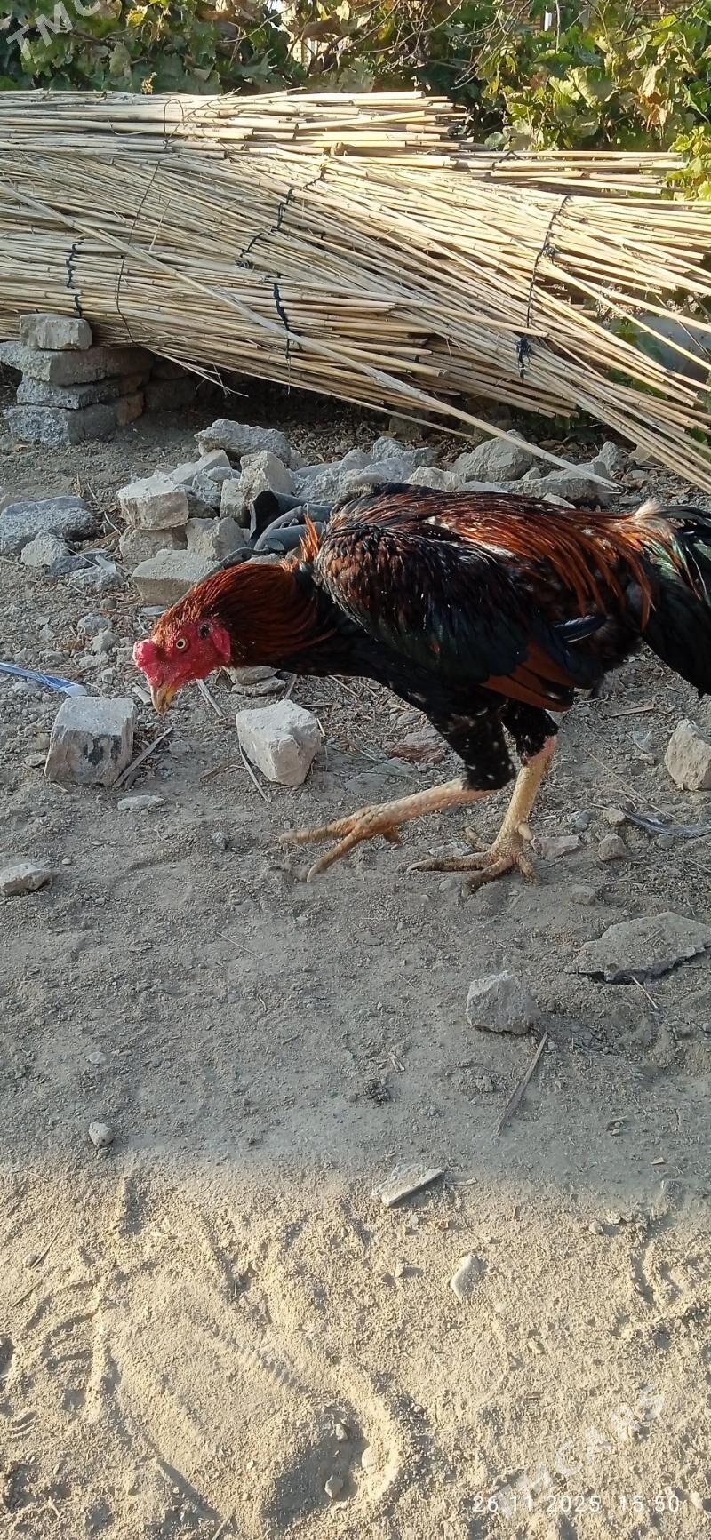 horaz - Mary - img 4