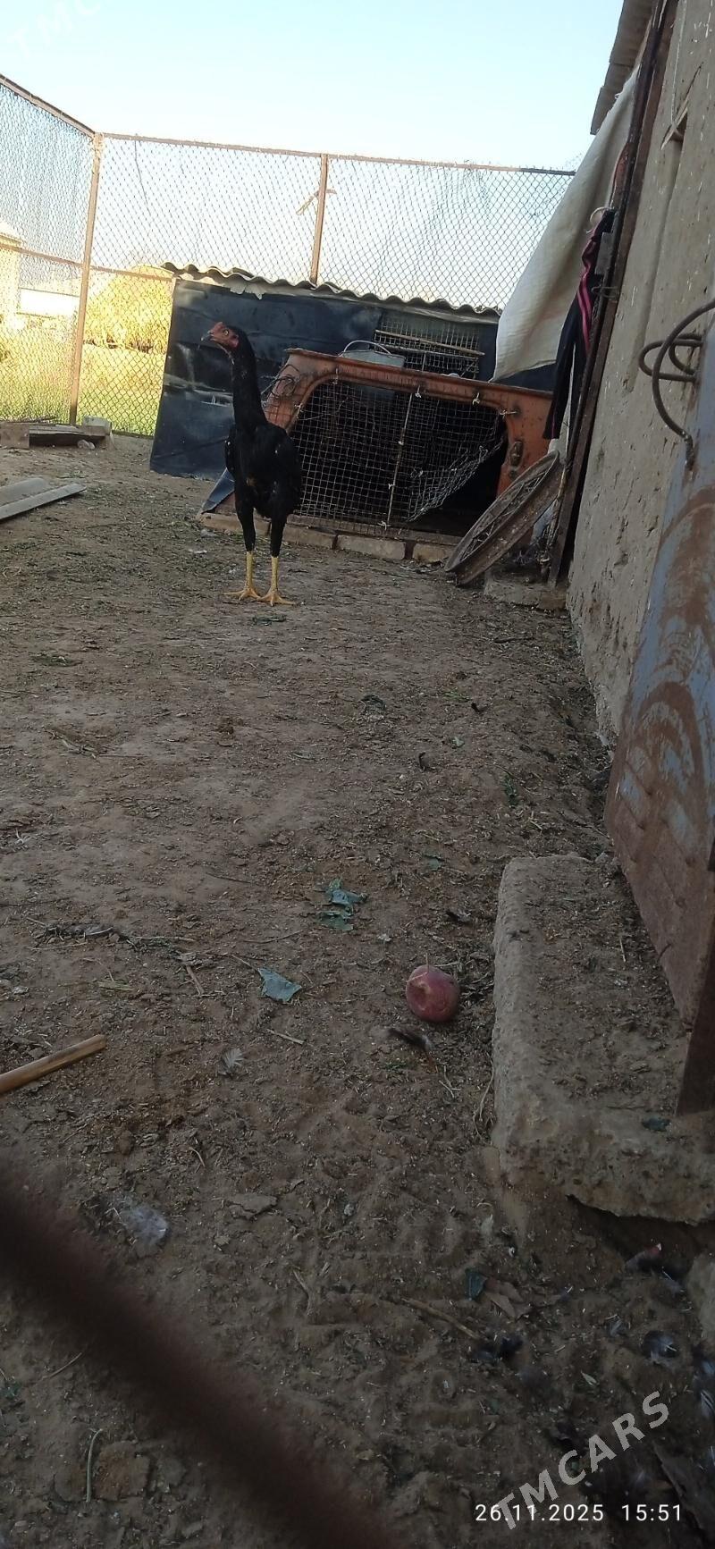 horaz - Mary - img 5