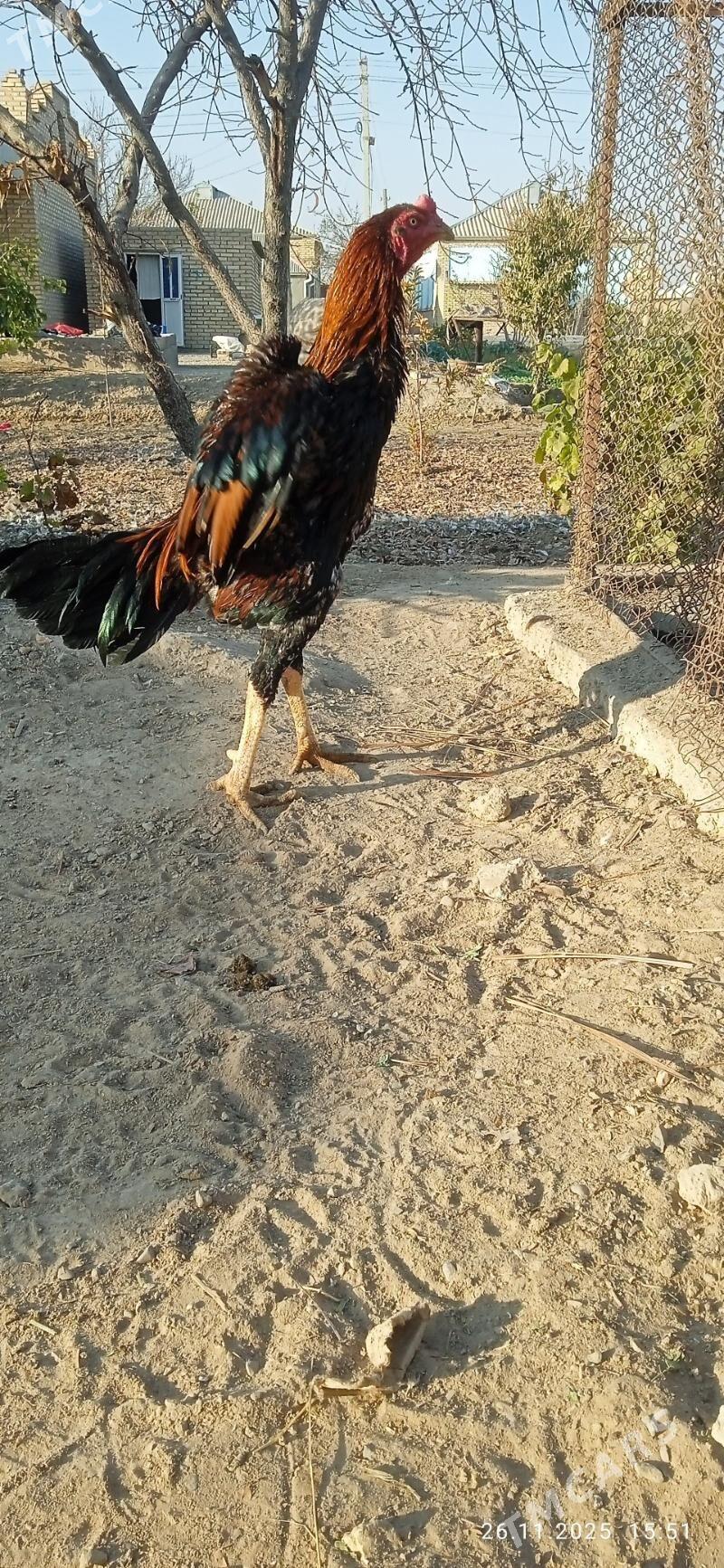 horaz - Mary - img 2