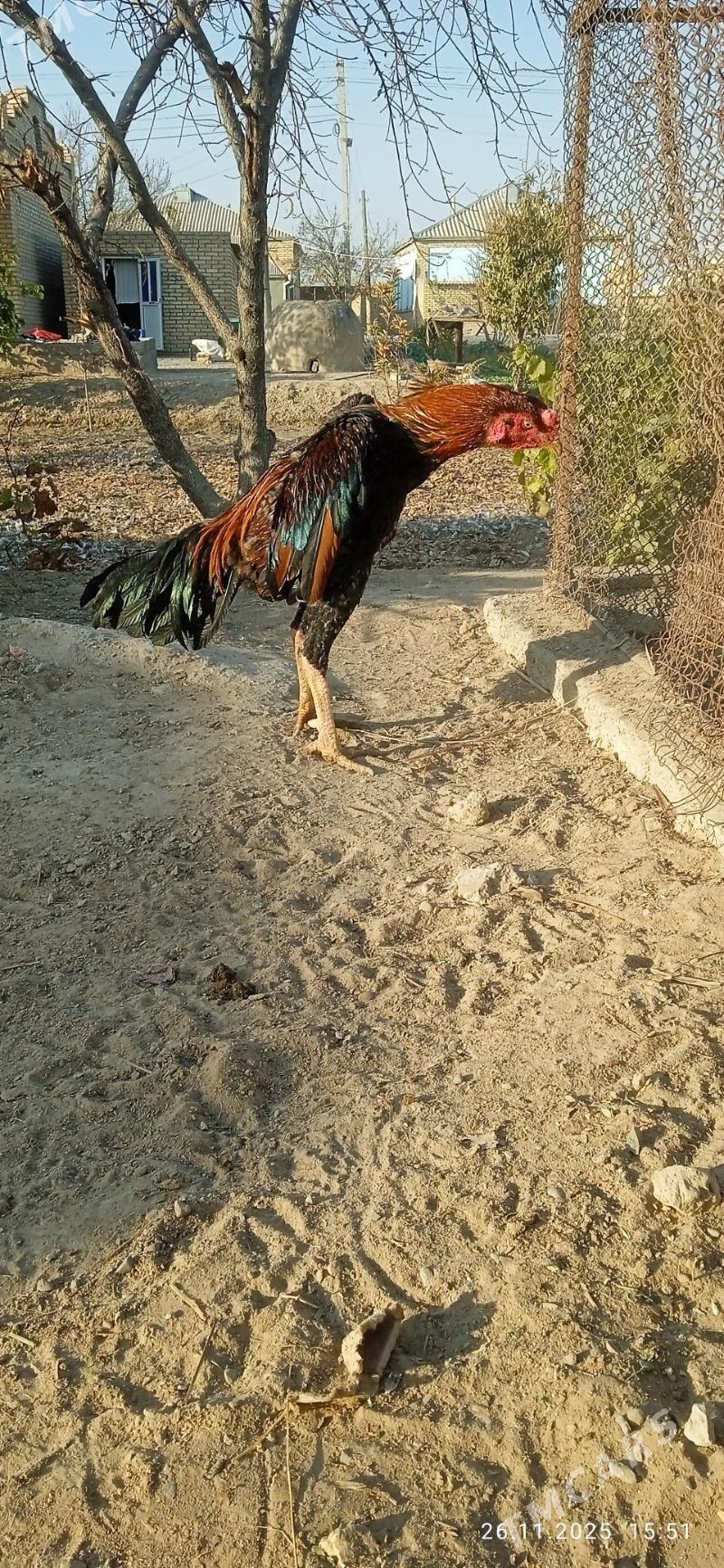 horaz - Mary - img 10