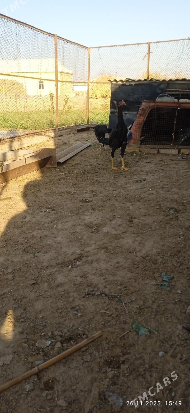 horaz - Mary - img 7