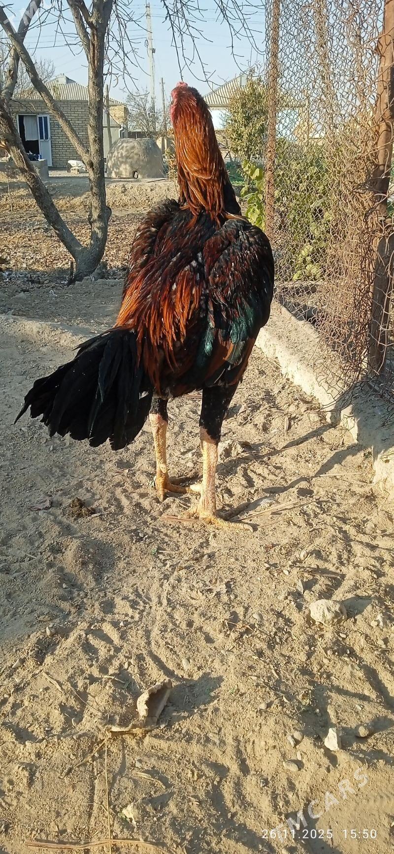 horaz - Mary - img 3