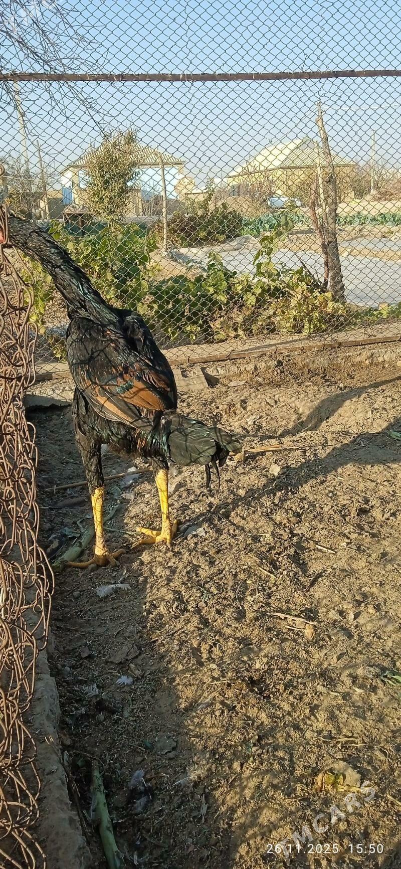 horaz - Mary - img 9