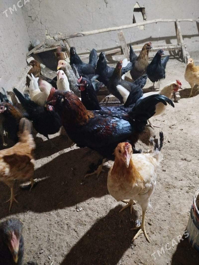 Horaz - Mary - img 2