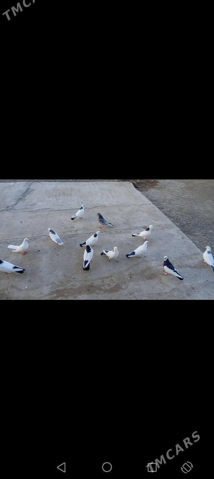 Kepderi - Берекет - img 6