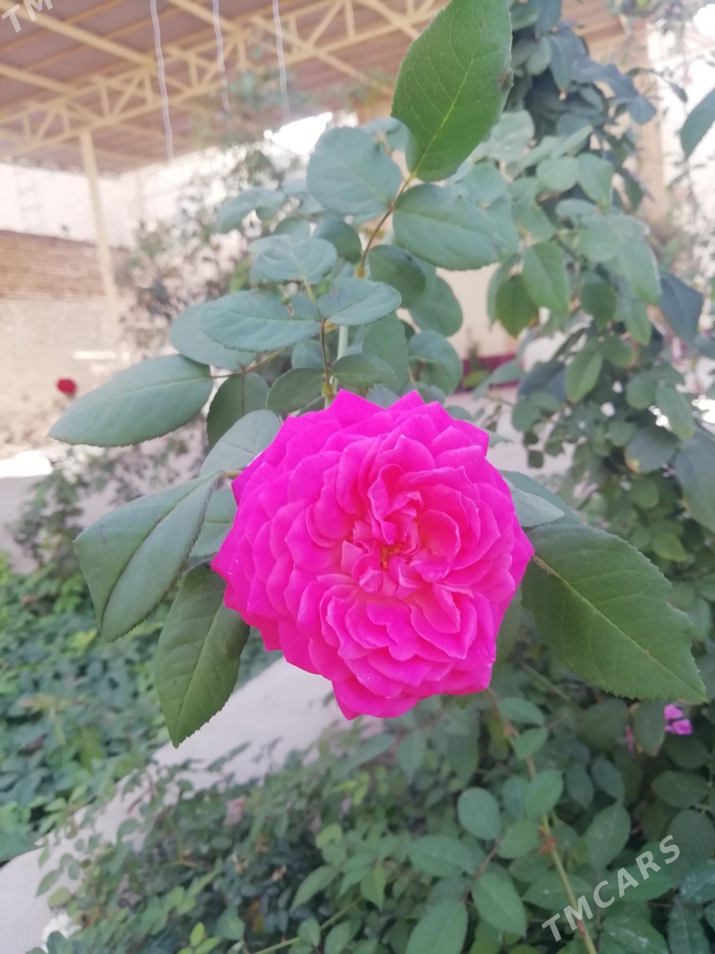 Bägül - Балканабат - img 3