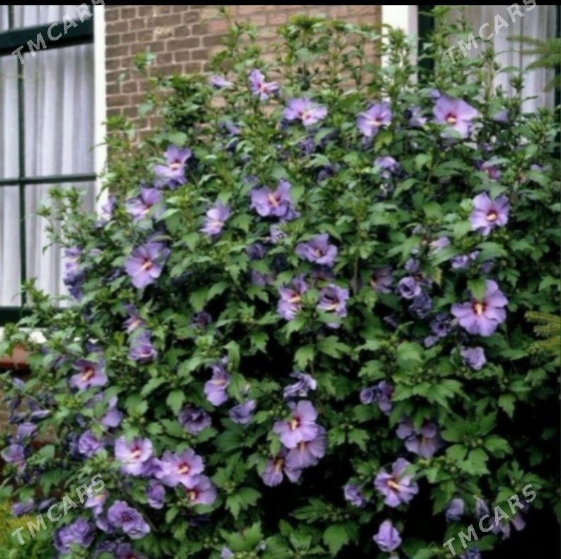 Bägül - Балканабат - img 4