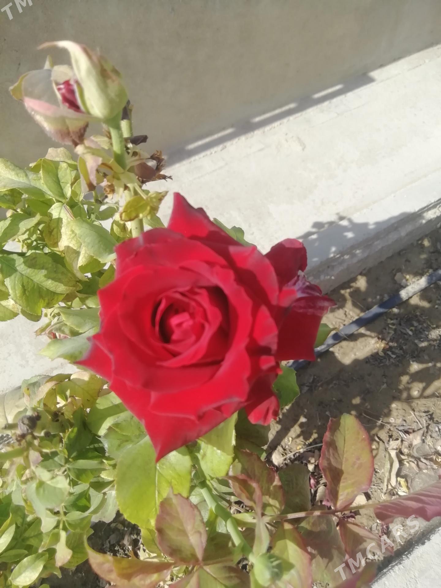 Bägül - Балканабат - img 2