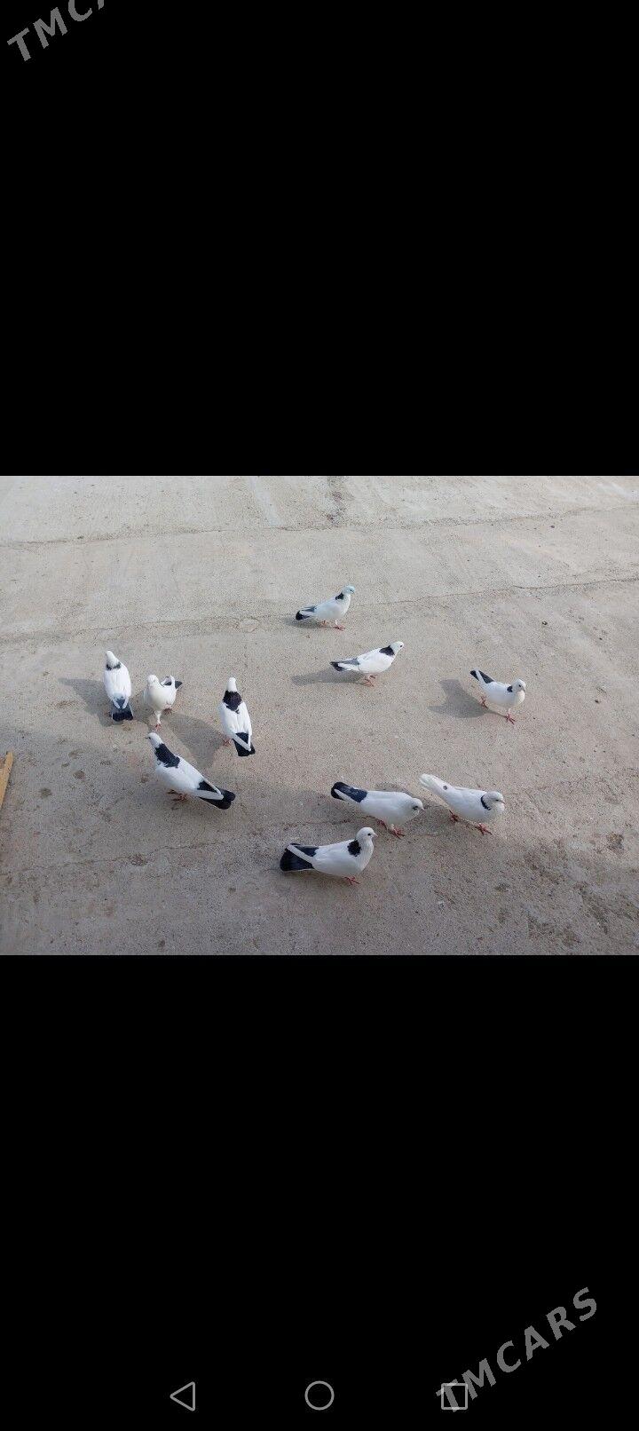 Kepderi - Берекет - img 5