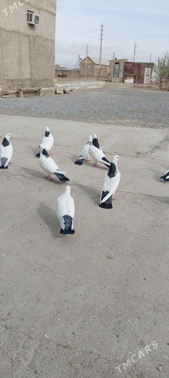 Kepderi - Берекет - img 3