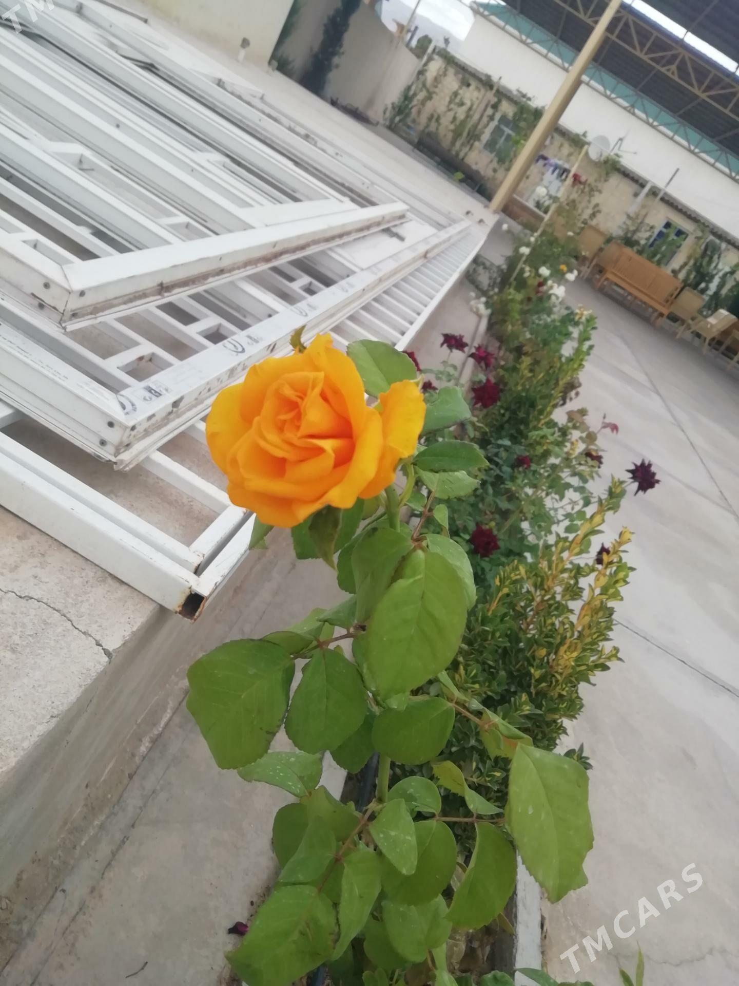 Bägül - Балканабат - img 5