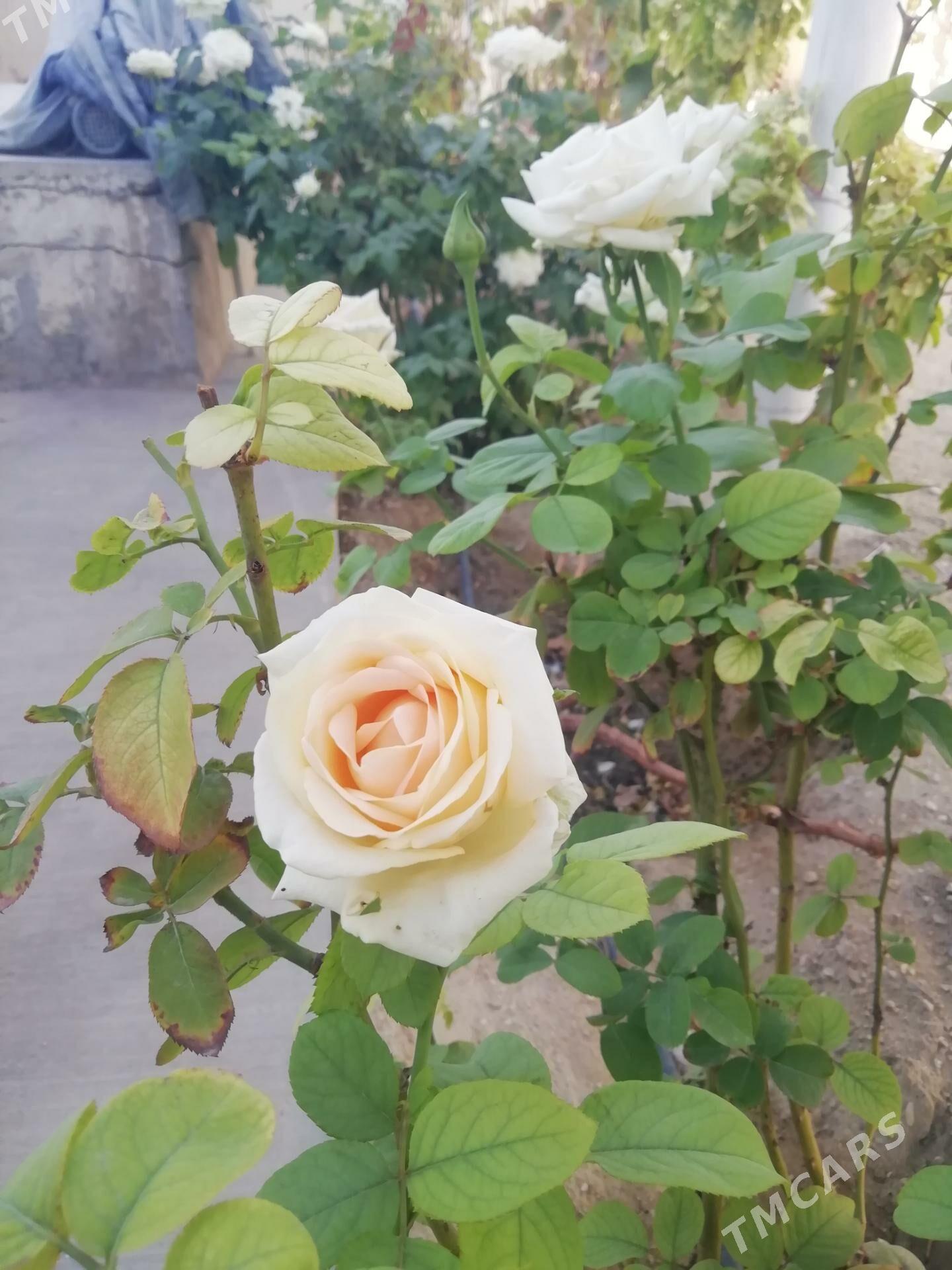 Bägül - Балканабат - img 6