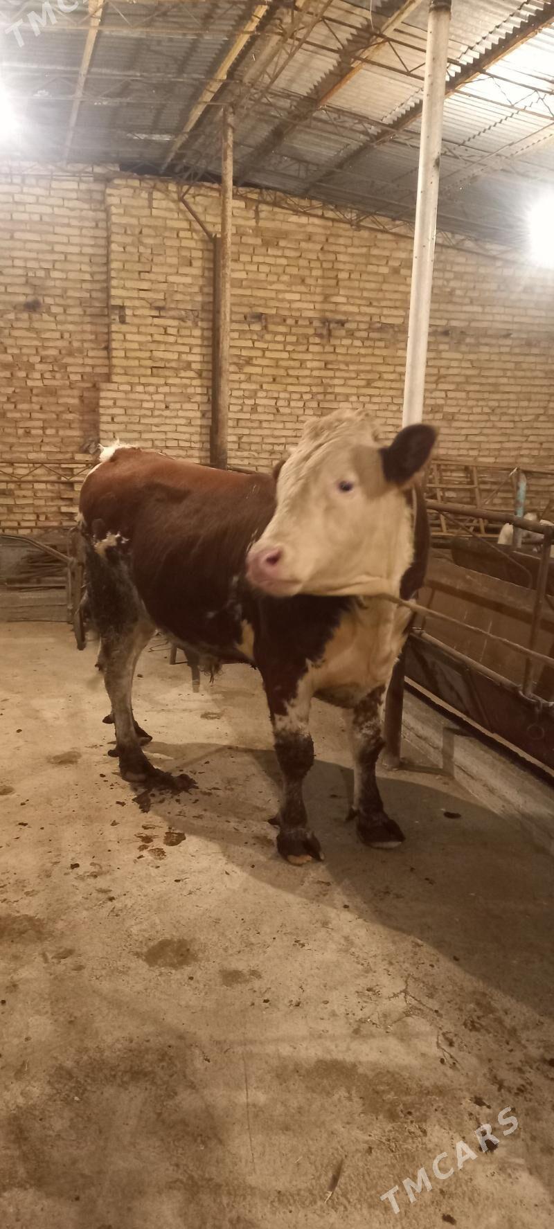 Orginall Smental Öküz. - Туркменабат - img 4