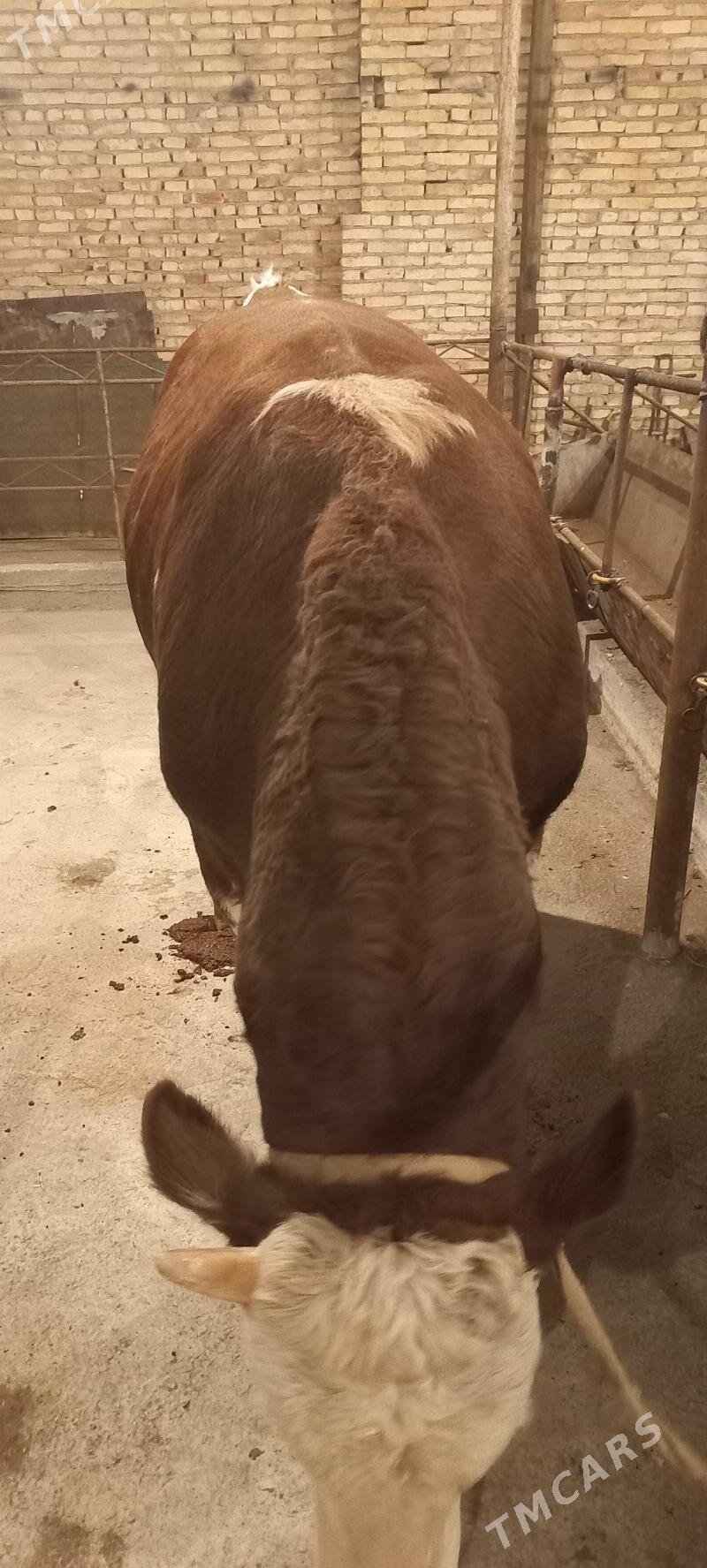 Orginall Smental Öküz. - Туркменабат - img 5