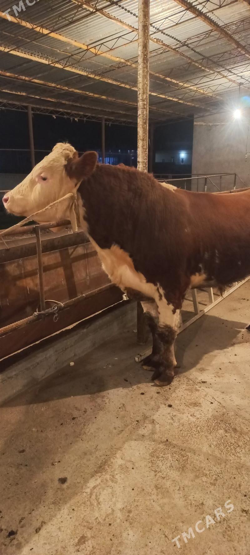 Orginall Smental Öküz. - Туркменабат - img 2