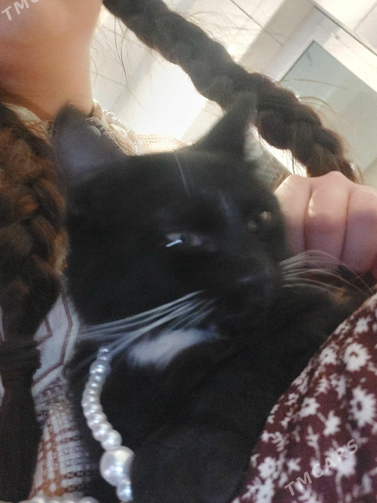 pisik кошка - Olimpiýa şäherçesi - img 2