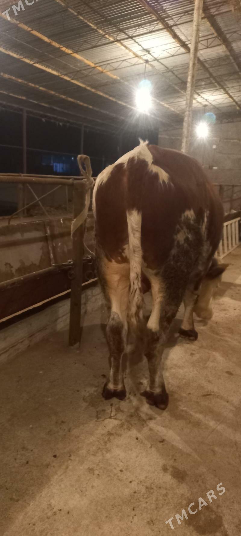 Orginall Smental Öküz. - Туркменабат - img 9