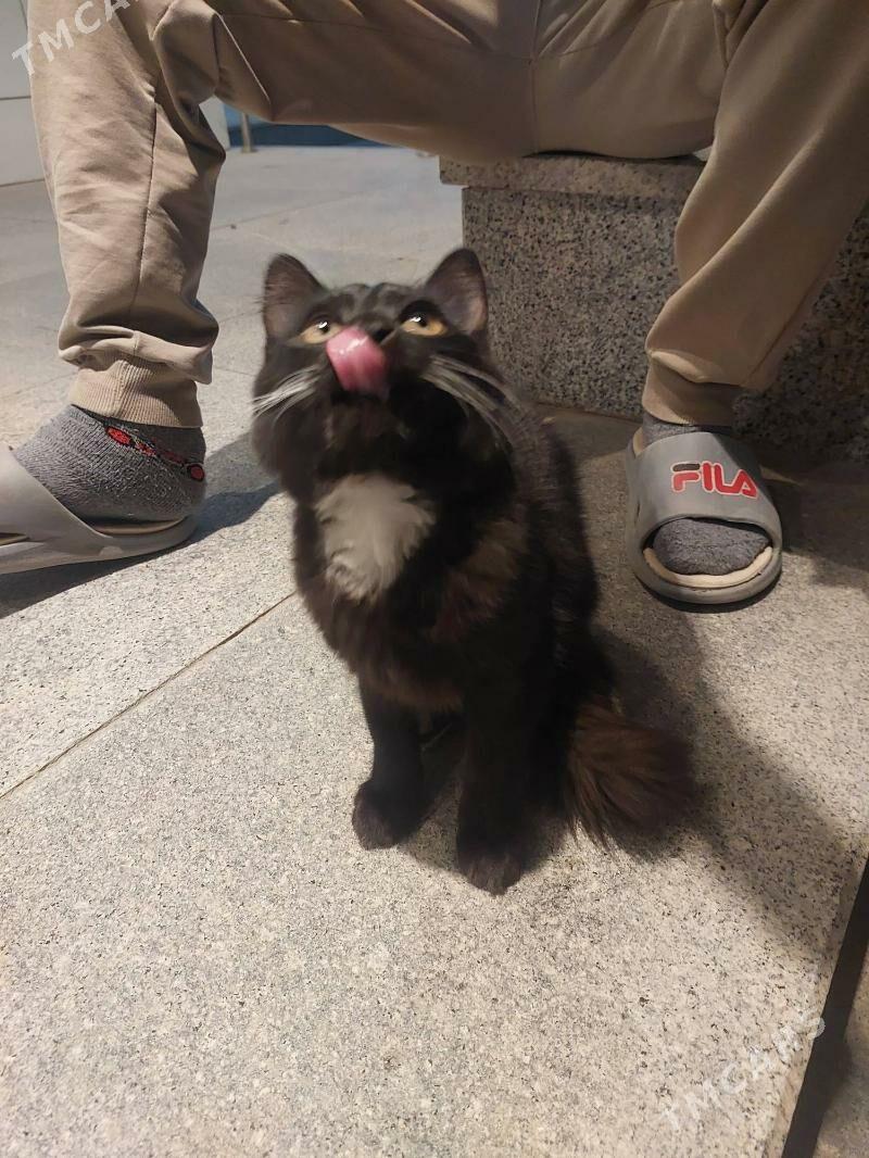 pisik кошка - Olimpiýa şäherçesi - img 4