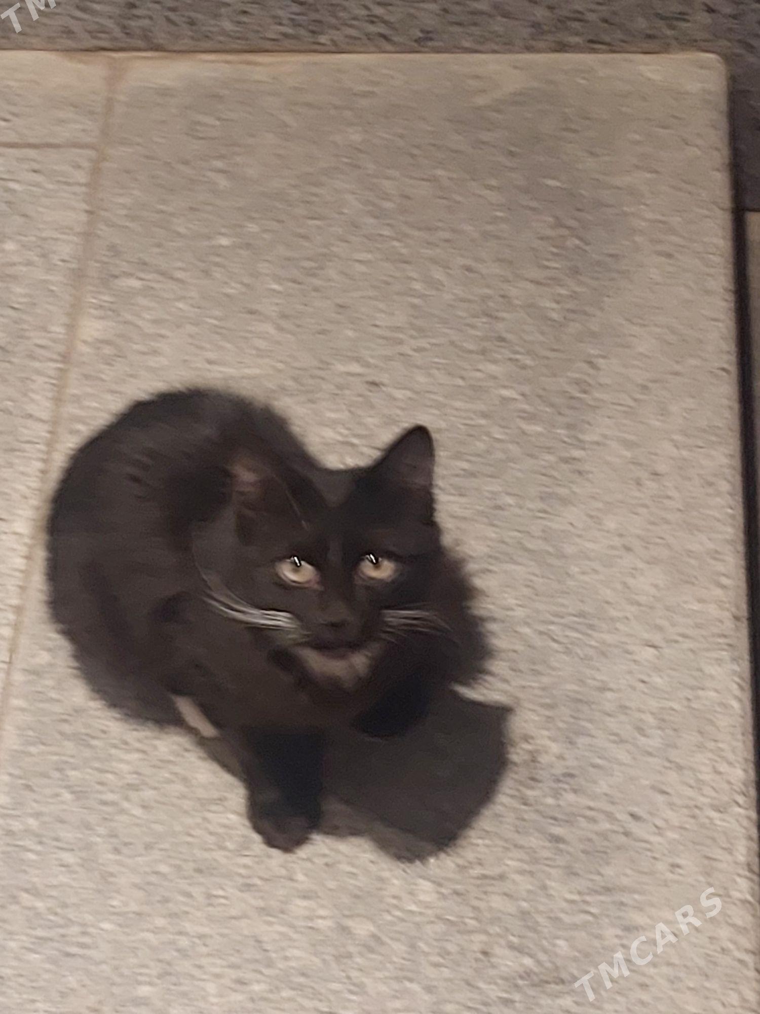 pisik кошка - Olimpiýa şäherçesi - img 3