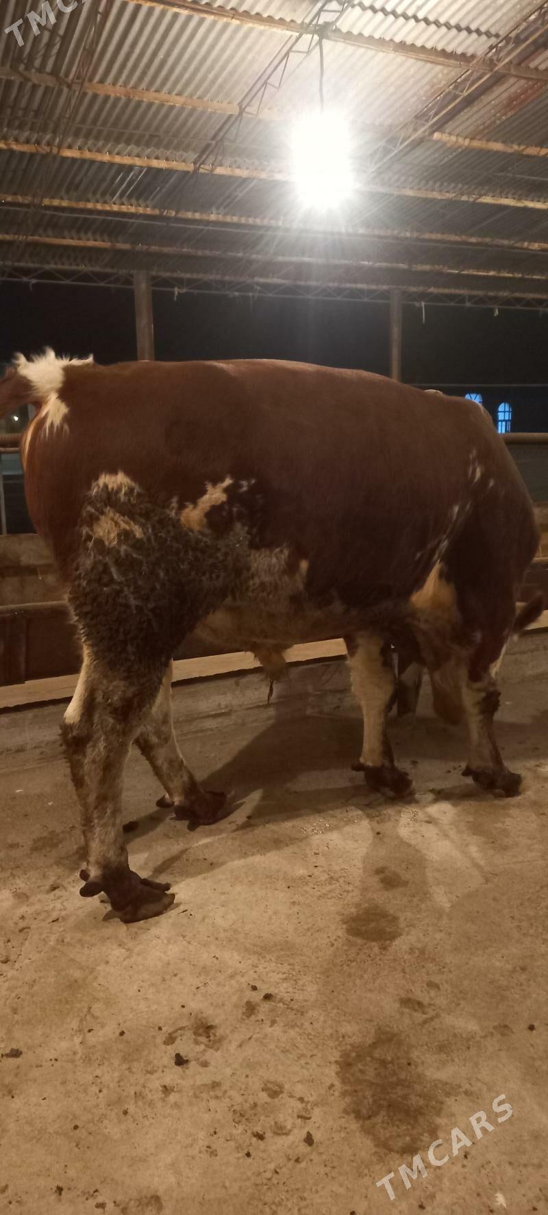 Orginall Smental Öküz. - Туркменабат - img 7