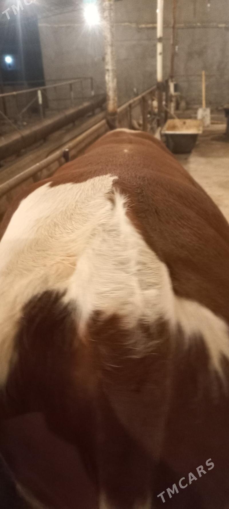 Orginall Smental Öküz. - Туркменабат - img 8