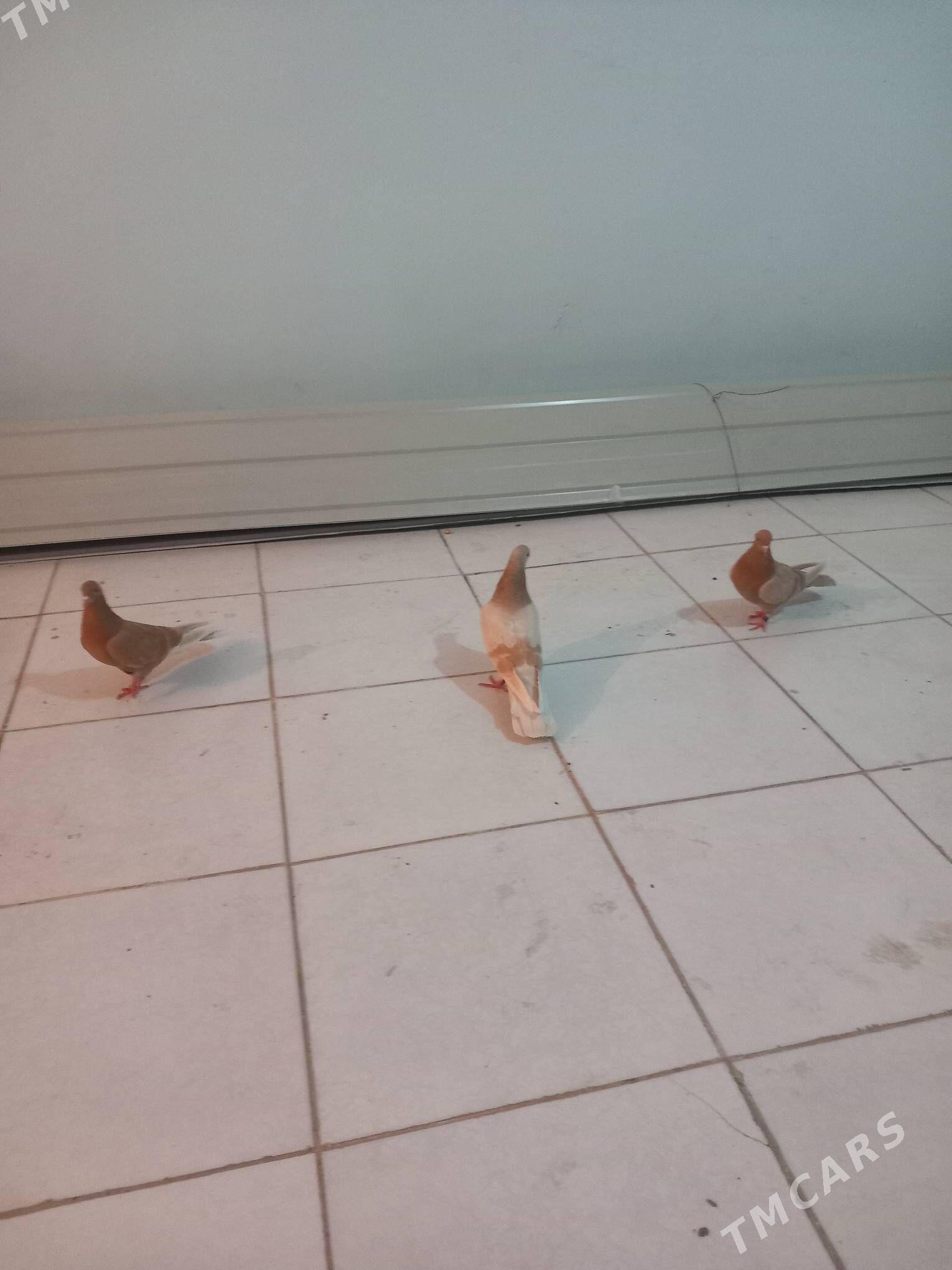 Kepderi  - Берекет - img 3