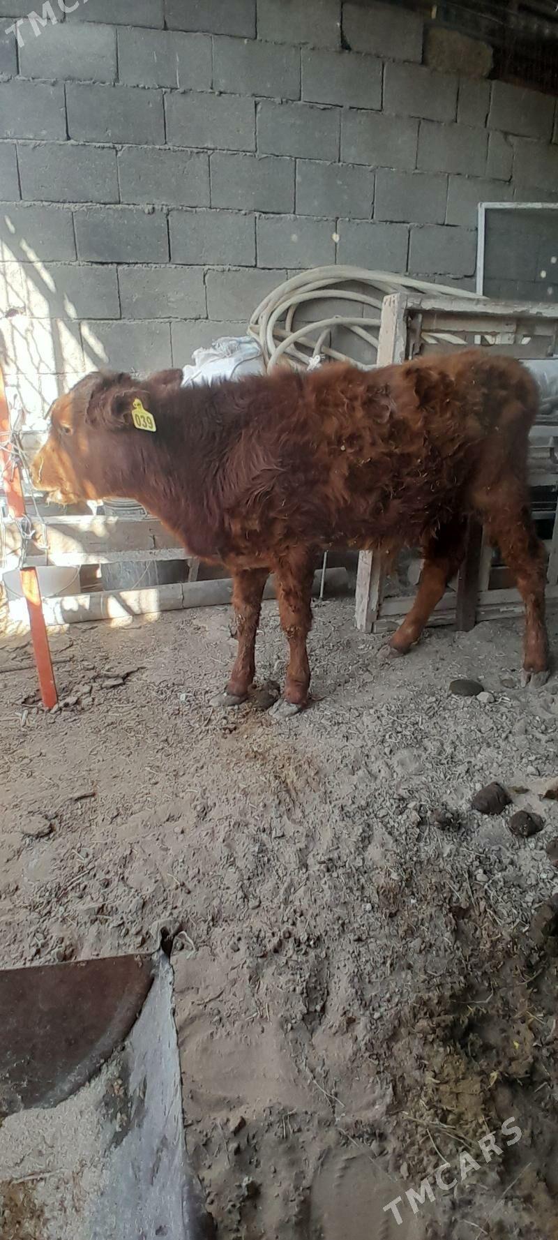 0kizce - Багир - img 5