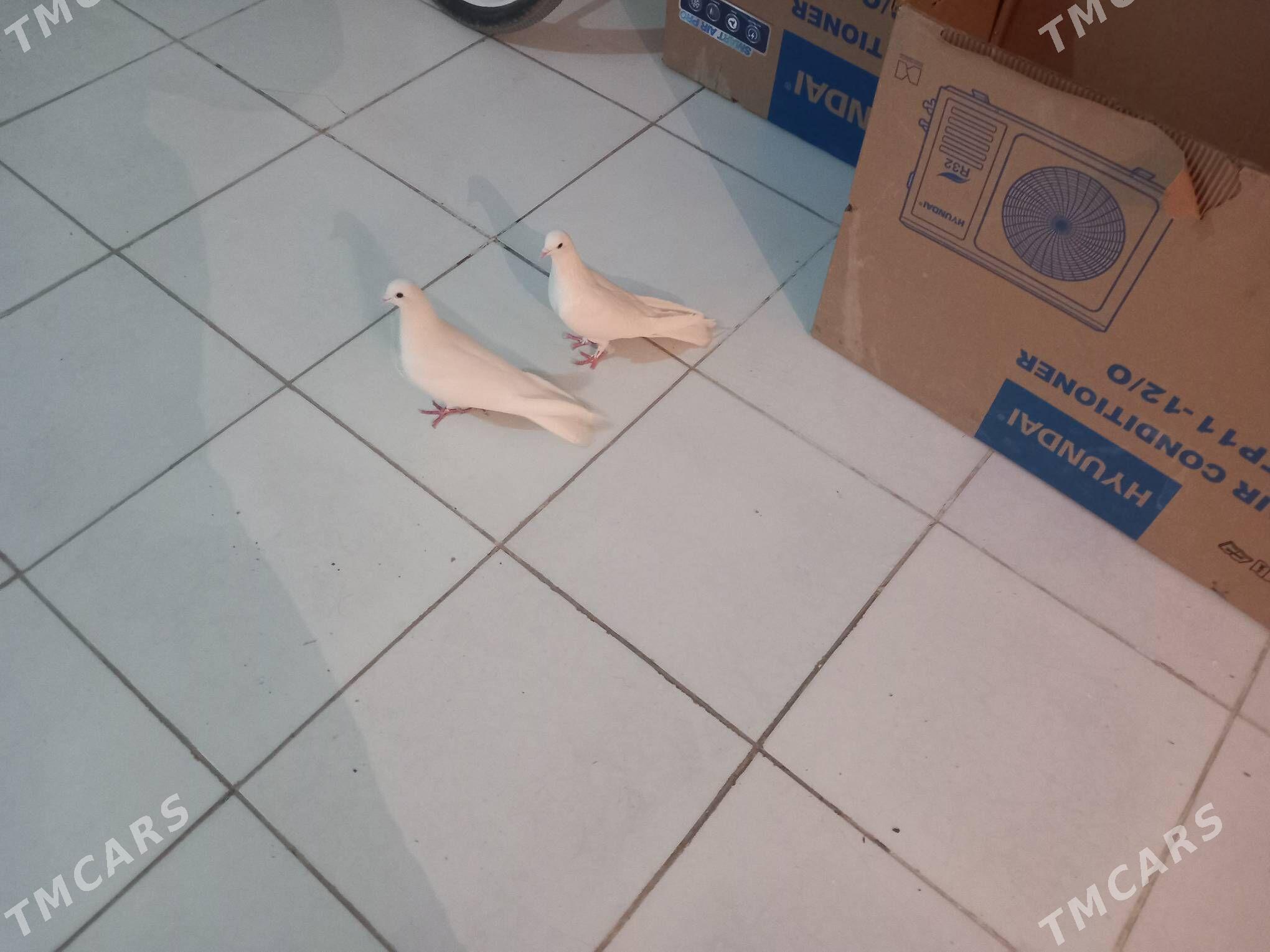 Kepderi  - Берекет - img 3