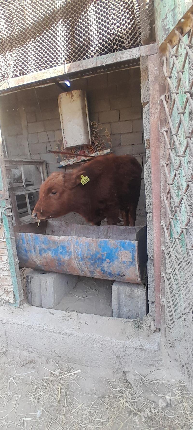 0kizce - Багир - img 2